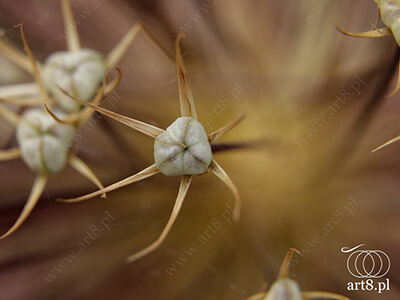 Fotografia - ''Jakaś roślina, której nazwy nie znam ;) 1'' 