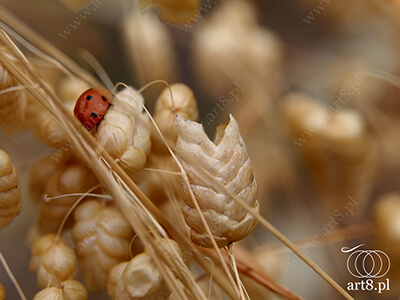 Fotografia - ''Biedronka 3'' 