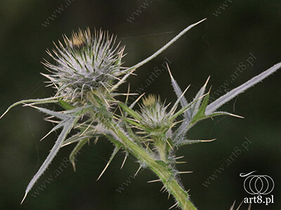 Fotografia - ''Jakaś roślina, której nazwy nie znam ;) 20'' 