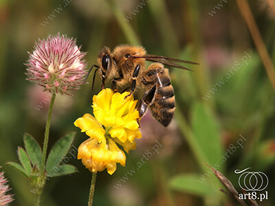 Fotografia - ''Pszczoła 14'' 
