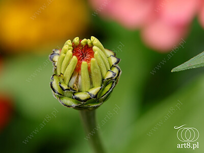 Fotografia - ''Jakaś roślina, której nazwy nie znam ;) 4'' 