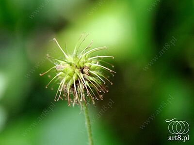 Fotografia - ''Jakaś roślina, której nazwy nie znam ;) 5'' 