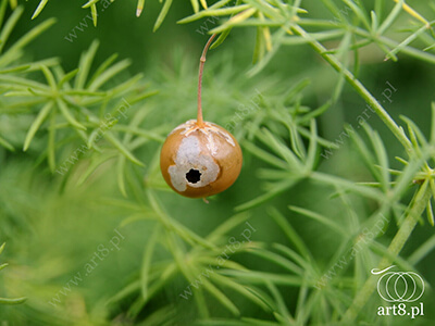 Fotografia - ''Jakaś roślina, której nazwy nie znam ;) 7'' 