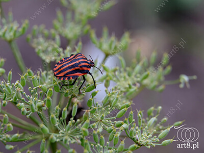 Fotografia - ''Strojnica włoska - Graphosoma italicum'' 