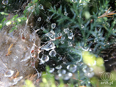 Fotografia - ''Krople rosy na pajęczynie'' 