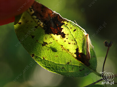 Fotografia - ''Liść z owadem'' 