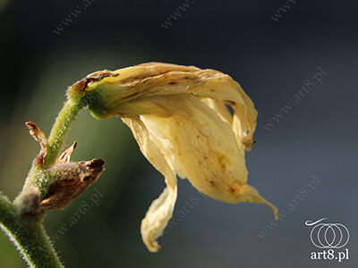 Fotografia - ''Kwiat'' 