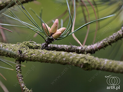 Fotografia - ''Gałąź 1'' 