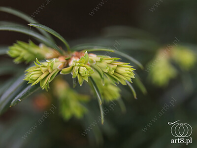 Fotografia - ''Młode pędy'' 