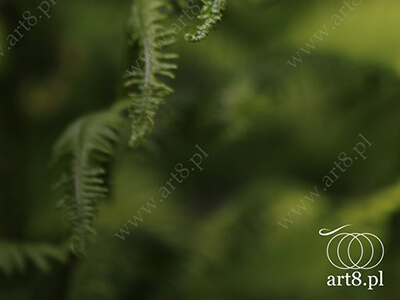 Fotografia - ''Paproć 2'' 