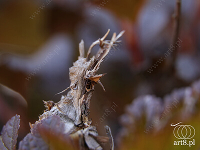 Fotografia - ''Gałąź 2'' 