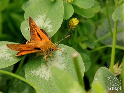 Fotografia - ''Karłątek kniejnik - Ochlodes sylvanus'' 