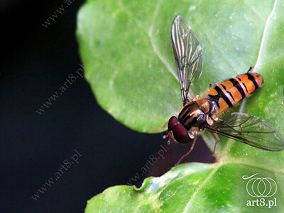 Fotografia - ''Bzyg prążkowany - Episyrphus balteatus'' 