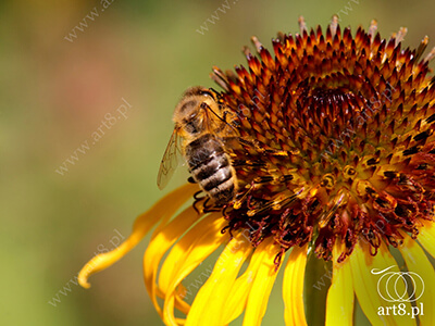 Fotografia - ''Pszczoła 2'' 