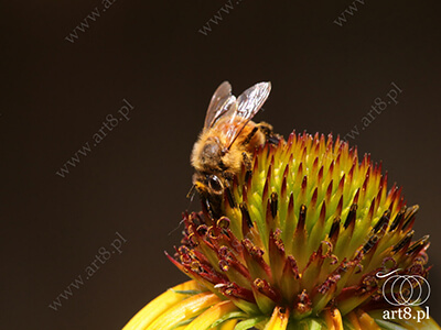 Fotografia - ''Pszczoła 4'' 