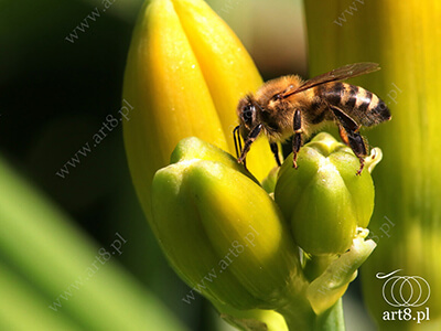 Fotografia - ''Pszczoła 9'' 