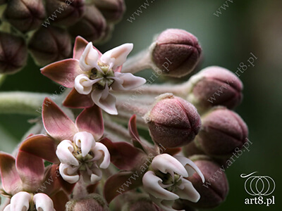Fotografia - ''Jakaś roślina, której nazwy nie znam ;) 17'' 