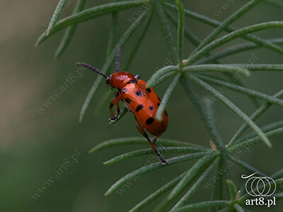 Fotografia - ''Czerwony owad 2'' 