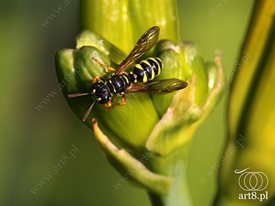 Fotografia - ''Owad 5'' 