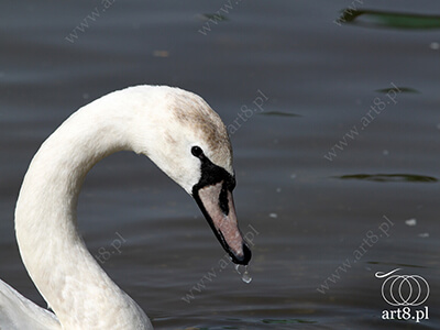 Fotografia - ''Łabędź 1'' 