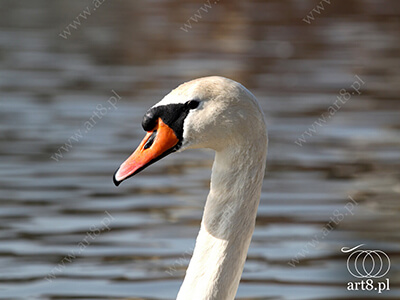 Fotografia - ''Łabędź 2'' 