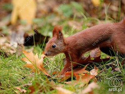 Fotografia - ''Wiewiórka 6'' 