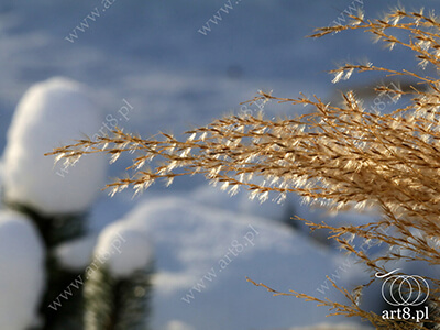 Fotografia - ''Zima 1'' 