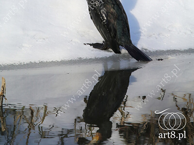 Fotografia - ''Kormoran 1'' 