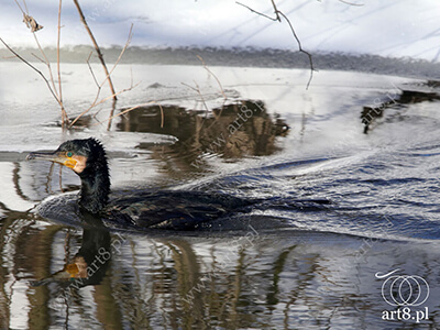 Fotografia - ''Kormoran 2'' 