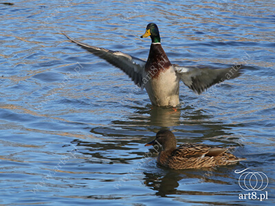 Fotografia - ''Kaczka'' 