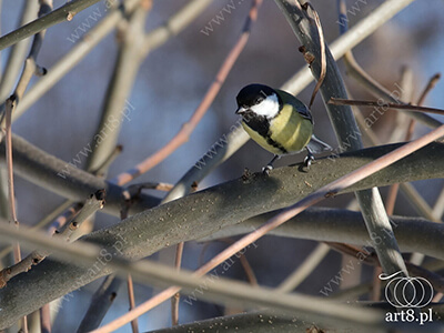 Fotografia - ''Bogatka zwyczajna'' 