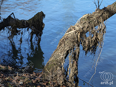 Fotografia - ''Mokradła'' 