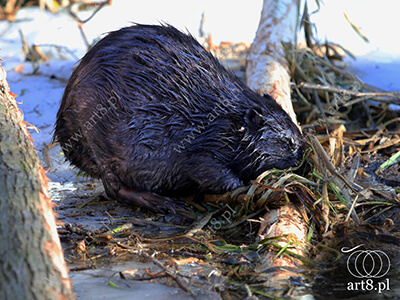 Fotografia - ''Bóbr 2'' 