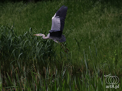 Fotografia - ''Czapla w locie 1'' 