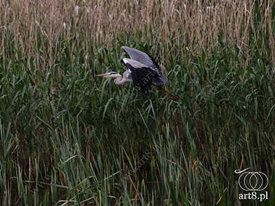 Fotografia - ''Czapla w locie 3'' 
