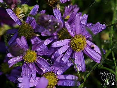 Fotografia - ''Kwiaty po deszczu 2'' 