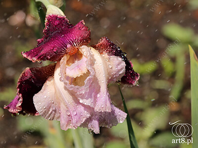 Fotografia - ''Irysy w czasie deszczu 1'' 