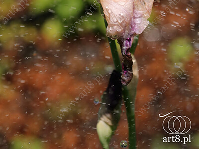 Fotografia - ''Irysy w czasie deszczu 2'' 