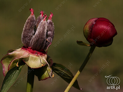 Fotografia - ''Zakochane kwiaty? ;)'' 