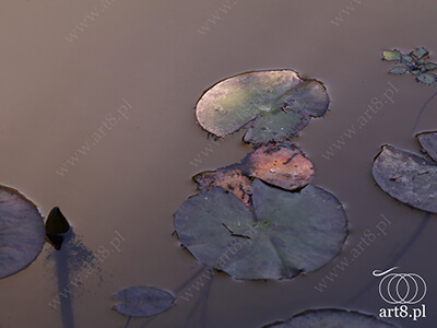 Fotografia - ''Nenufary 3'' 