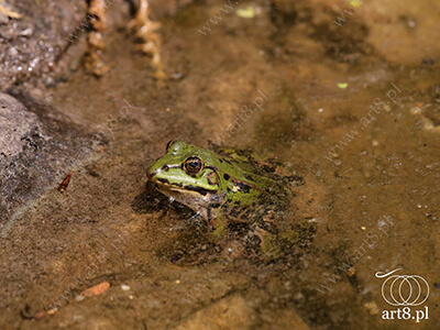 Fotografia - ''Żaba w stawie 1'' 