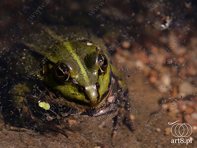 Fotografia - ''Żaba w stawie 2'' 