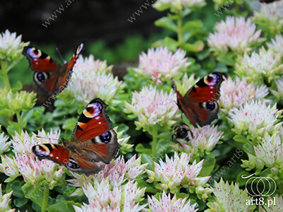 Fotografia - ''Motyle'' 