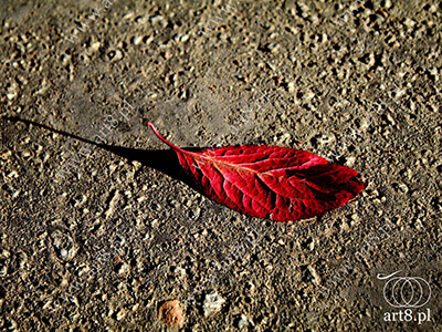 Fotografia - ''Jesień'' 