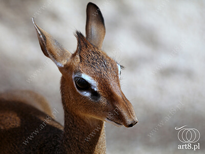 Fotografia - ''Dikdik'' 