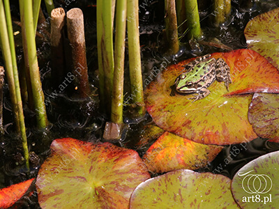 Fotografia - ''Żaba na liściach'' 