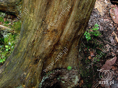 Fotografia - ''Na górskim szlaku