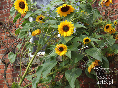 Fotografia - ''Słoneczniki'' 