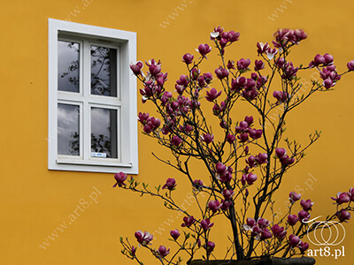 Fotografia - ''Okno 2'' 