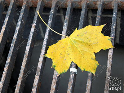 Fotografia - ''Liść 2'' 